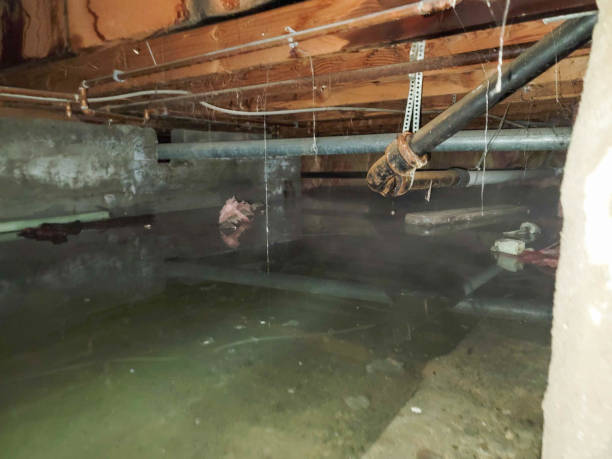 Best Mold removal after water damage  in Dunedin, FL