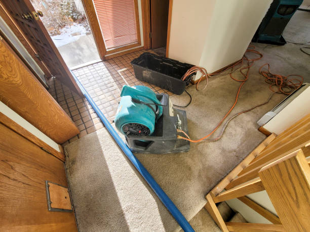 Best Local water damage restoration  in Dunedin, FL