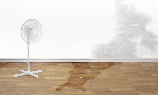 Best Water damage restoration insurance claims  in Dunedin, FL
